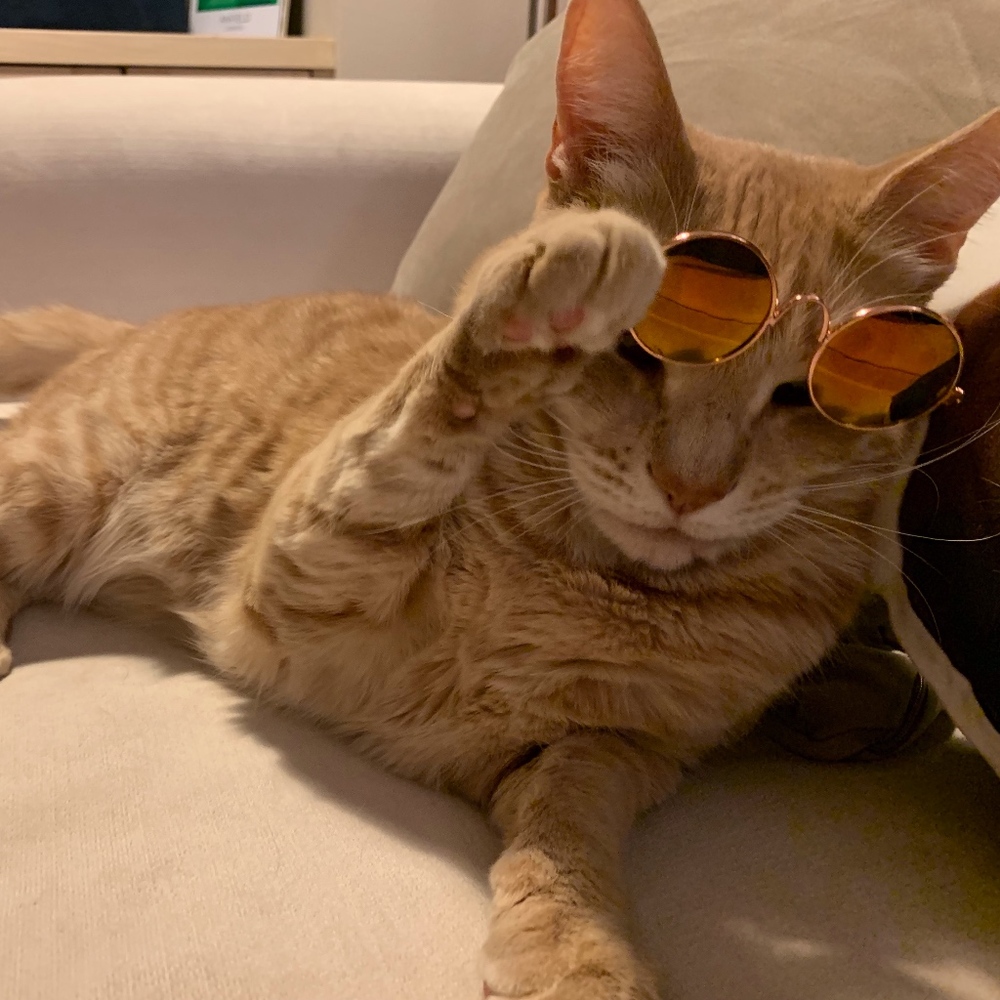 Meet your Posher, Susan